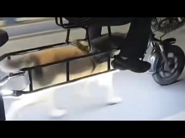 ホモと見る犬が発電する電動自転車
