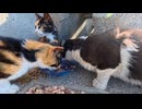 港の猫ちゃん、防波堤の裏でこっそり昼ごはん中だった