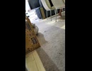 だるまさんがころんだが得意な子猫