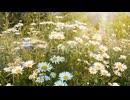 Field of blooming chamomile flowers in sun rays in the morning.