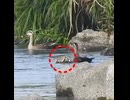 カモ親子【遭遇】捕食者に出会ってしまった反応