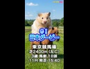 【馬番発表後2番目位に早い競馬予想】ＧⅠ 日本ダービー AIみかん 予想担当はきのこ 栽培 Cocoんco の推奨馬3頭で好配当的中目指します《#競馬楽部 LOVE》通算Vol.433