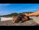 夕暮れの港でフェリー待ちしてたら猫ちゃんが遊びに来てくれた