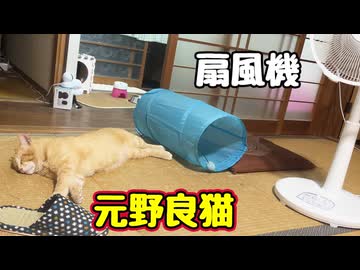 気持ちよく涼んでいましたが…【元野良猫】【野良猫】