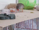 少しケースを揺らしてしまうキンカチョウ 糞をするインコ2026 5 28