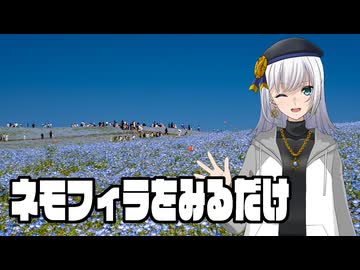 ネモフィラをみるだけ