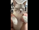 踊る猫