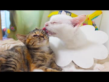 愛され娘猫、ウチューネコから学んだ右側添い寝
