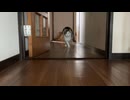 とりグランジュテ