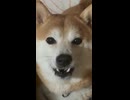 スーパーサイヤ人になりたいーぬ #柴犬 #ペット