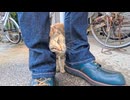 島の役場の猫ちゃん、足元スリスリ甘えモードが可愛すぎた