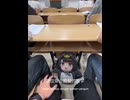 ケツデカピングー