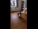 ケツデカピングー