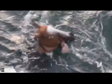 ホモと見る渦潮から抜け出せなくなったウマ