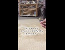 オカメインコの食い逃げ現場を密着してみた