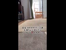 呼ばれてない！？悲しきお留守番オカメインコ