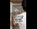 お父ちゃん、無慈悲な強制連行ｗオカメインコ放鳥の儀