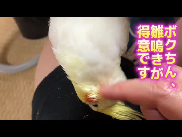 【閲覧注意】あざとすぎるインコに人間が調教された結果ｗｗｗ