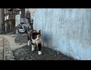 猫島の通りで向こうから歩いてきた三毛猫ちゃん、ナデナデするとゴロゴロ言って喜んでカワイイ