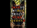 5歳女児が竹林で消えた謎！警察犬5頭が全て同じ場所で足を止めた不可解な現場【 未解決事件 都市伝説 坂出市タケノコ掘り女児行方不明事件 】
