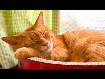 窓辺のベテラン子猫、遺されたもう一つの仕事