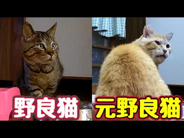 入れ替わり 立ち替わり…【野良猫】【元野良猫】
