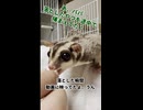 おやつ落とした瞬間バッチリ映ってます（笑）ドジっ子のリュウちゃん #フクロモモンガ  #おつモモンガ  #shorts