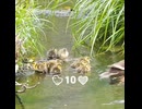 ヒナが1羽だけ足りないことに気づいていた母カモ