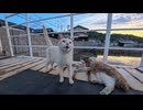 帰りのフェリー到着。猫たちが見送りに来たと思ったら港で寝てただけだった