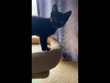 お目覚めのチビ黒毛玉