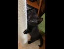 爪研ぎ練習中の子猫