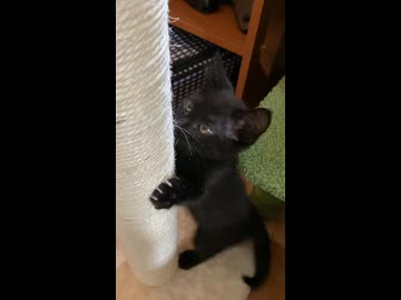 爪研ぎ練習中の子猫