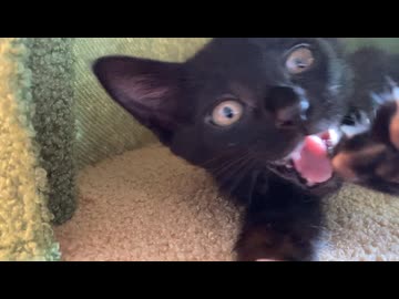 んにぁぁぁぁッ！