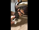 子猫のおしっこうんち補助