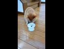 お食事を召し上がる花様