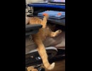 仕事中の飼い主の膝を占領し挙げ句の果てに足をキーボードに乗せる