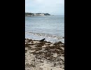 海藻を食べるカラス 由比ヶ浜海岸 2026年05月26日15時23分