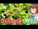 野生のサクランボを食べる！
