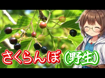 野生のサクランボを食べる！