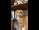 A cute little cat