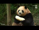PandapiaLive_2026_05_29_梅蘭10歳お誕生日会