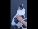 今日の猫