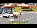 【独自】クマを“パンチ”で撃退した80歳男性…緊迫の状況を振り返り「たかがクマですわ」各地で出没相次ぐ異常事態 北海道