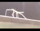 ザ！ガッテン！！！！