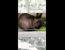 【うさぎ 13歳】きゃべつ