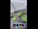 【悲報】ズッキーニのロバン、また例のヤツ（□）がついてしまう【成長記録】