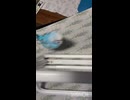 そらは手あったっけ？