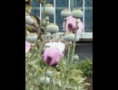 【東京都薬用植物園】ケシの公開状況①