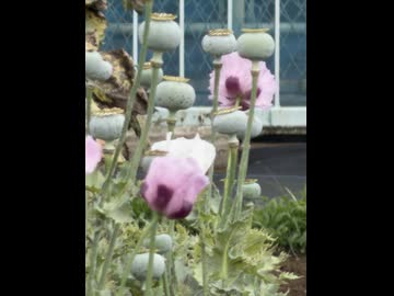 【東京都薬用植物園】ケシの公開状況①