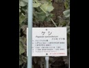 【東京都薬用植物園】ケシの公開状況②